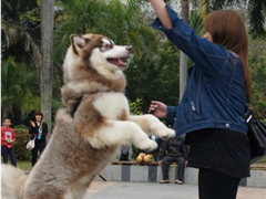 爱·益拱北“最萌旺星人”珠海市第一次狗狗选美大赛在将军山社区举行